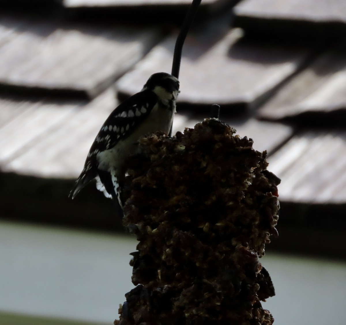 Downy Woodpecker - ML642338663