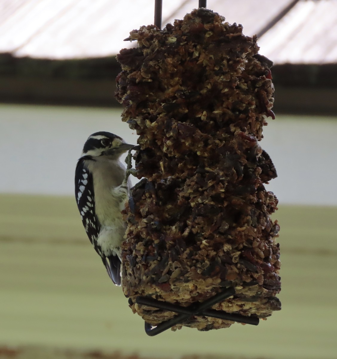 Downy Woodpecker - ML642338664