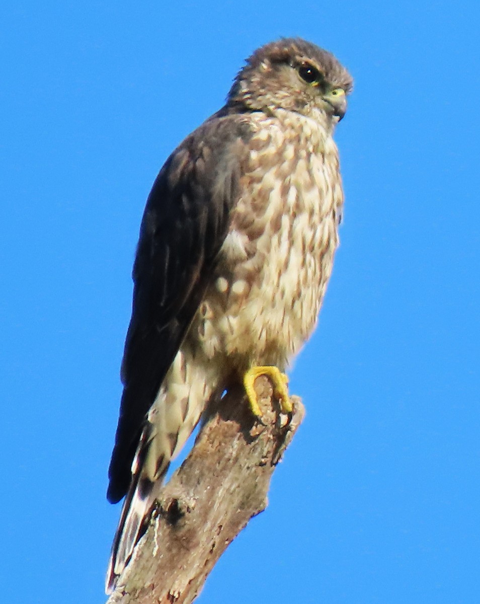 Merlin - ML642338665