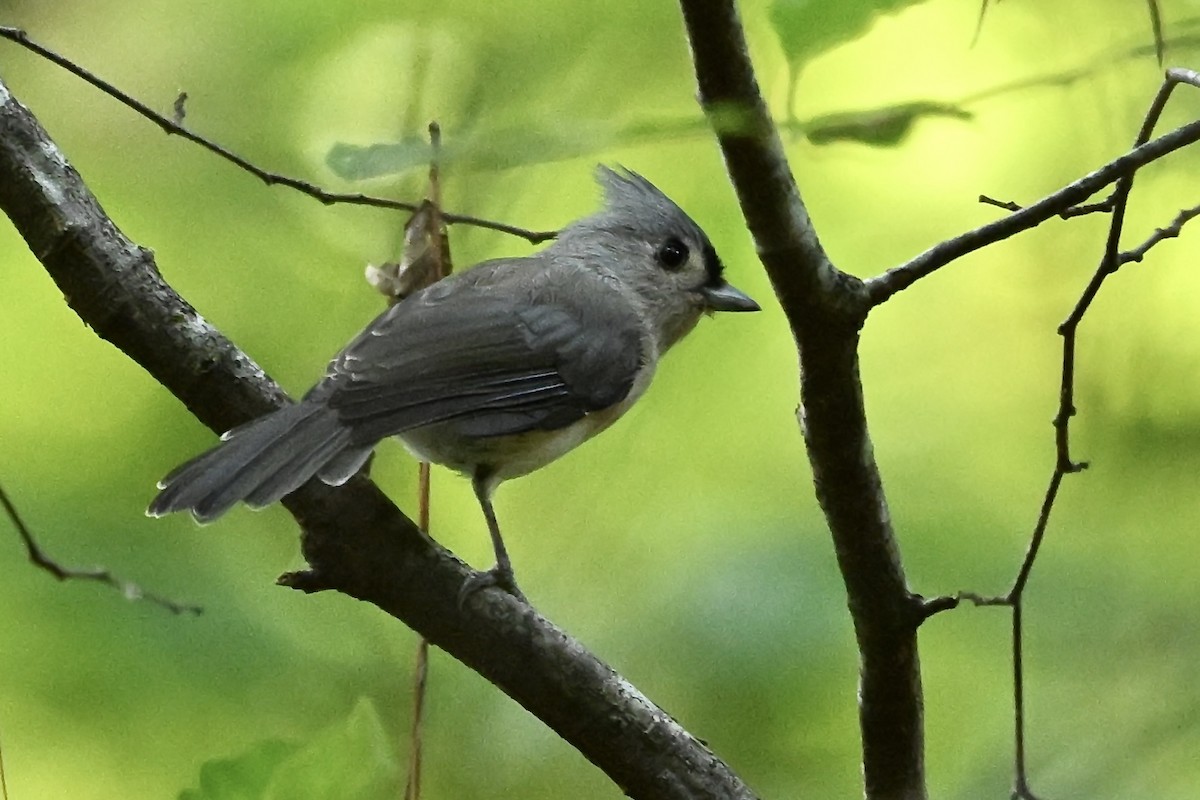 Tufted Titmouse - ML642338669
