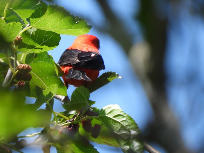 Scarlet Tanager - ML642338676
