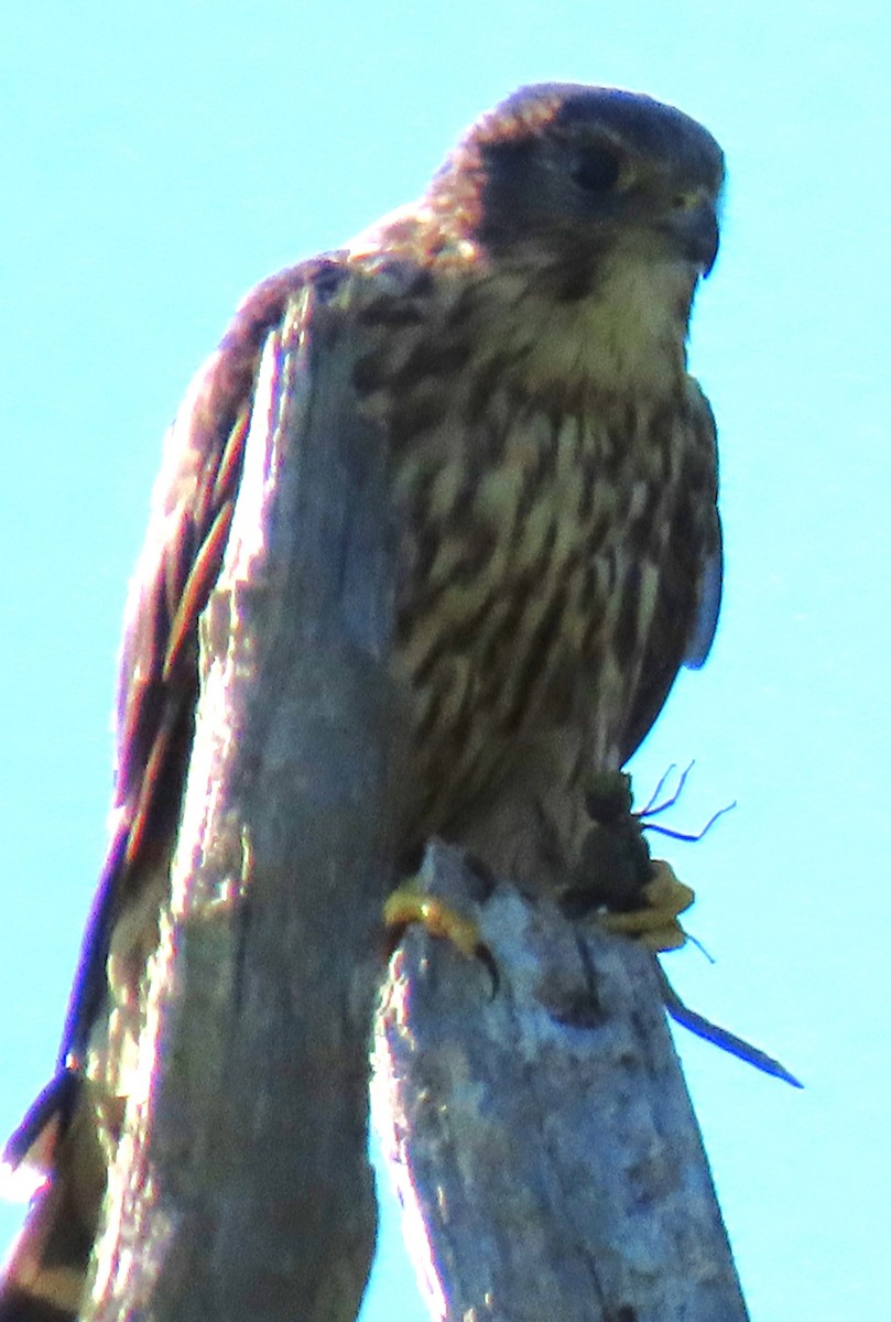 Merlin - ML642338679