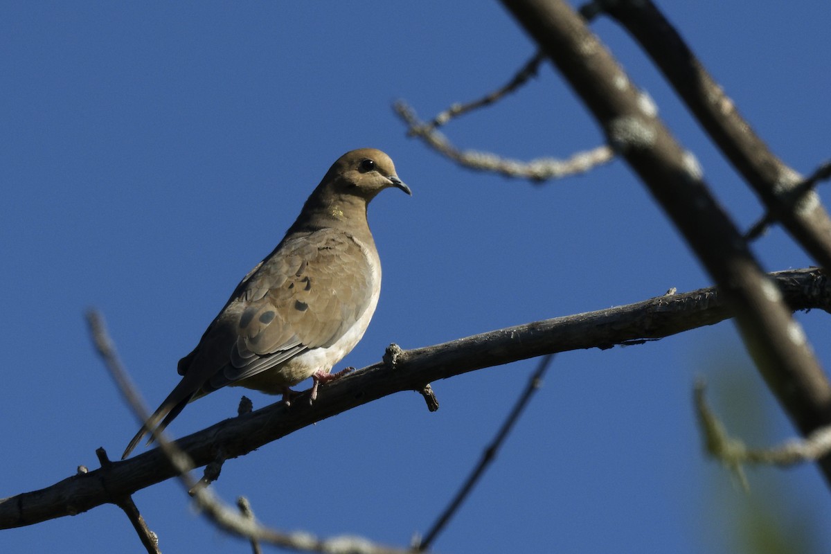 Mourning Dove - ML642338681