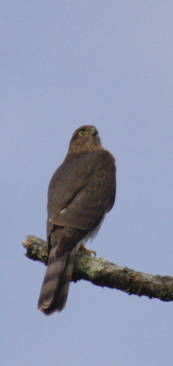 Sharp-shinned Hawk - ML642338684