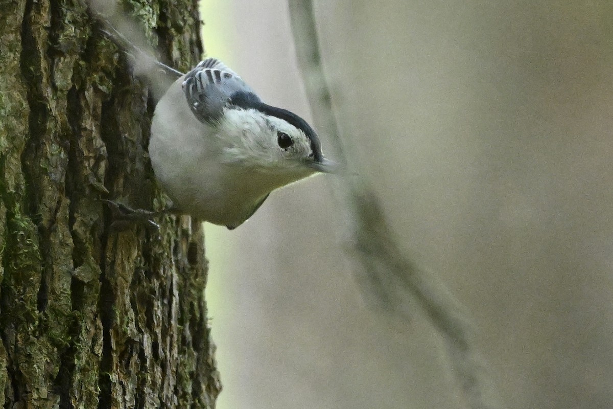 White-breasted Nuthatch - ML642338689