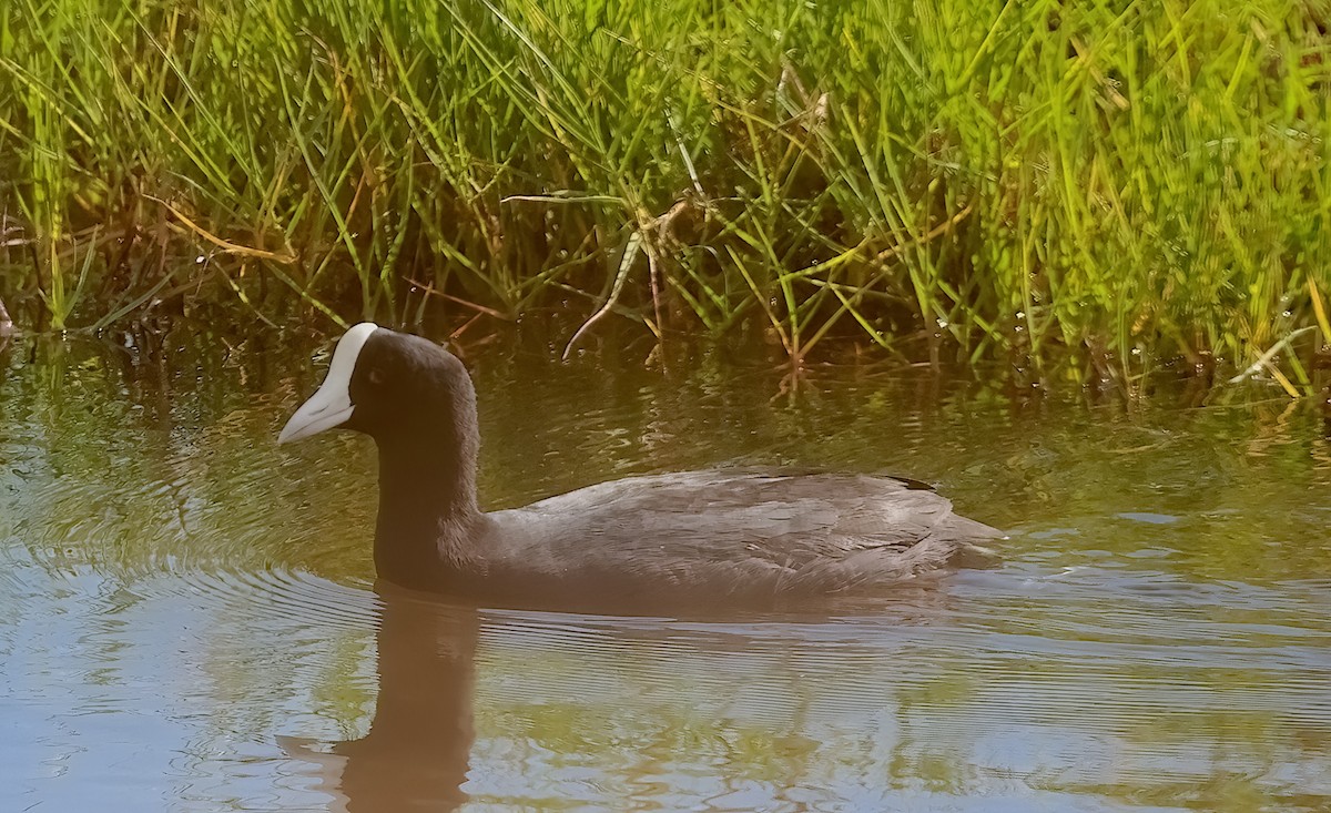 Hawaiian Coot - ML642338693