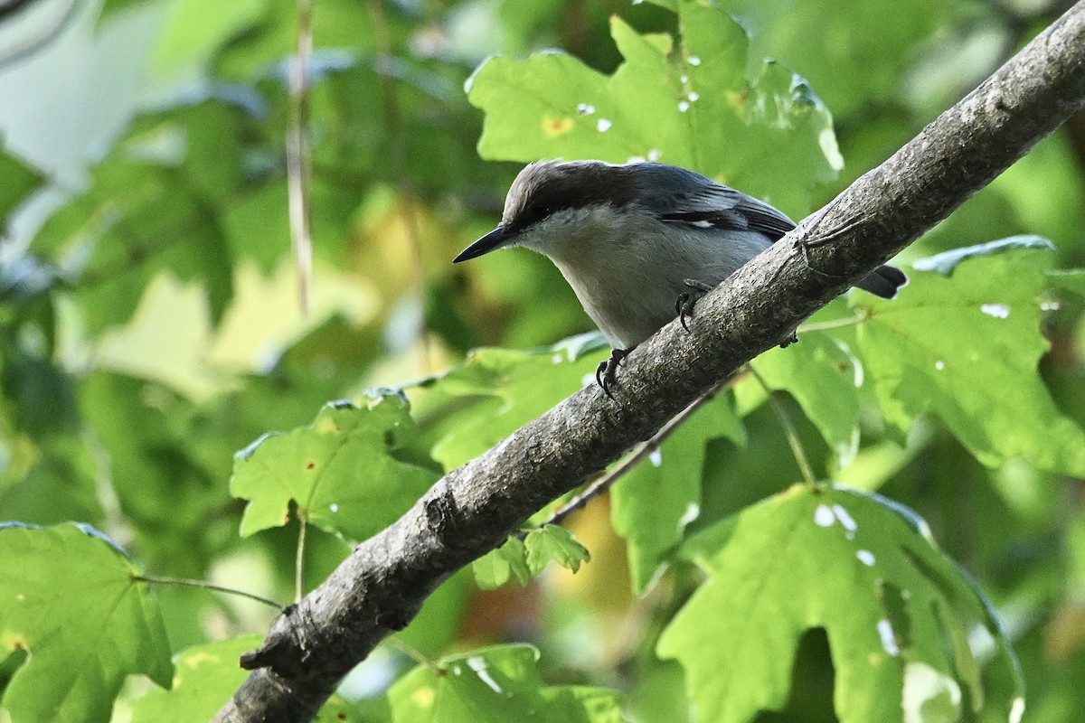Brown-headed Nuthatch - ML642338695