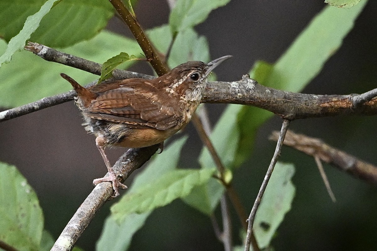 Carolina Wren - ML642338705