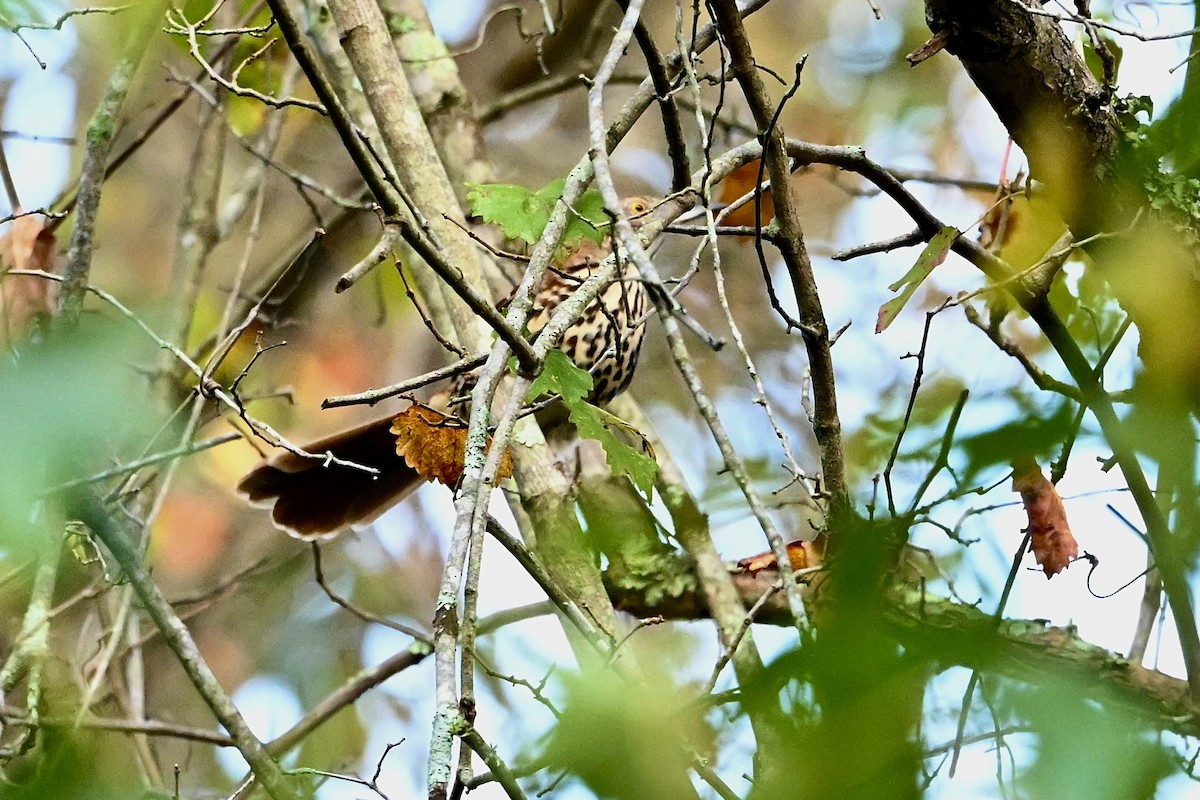 Brown Thrasher - ML642338723