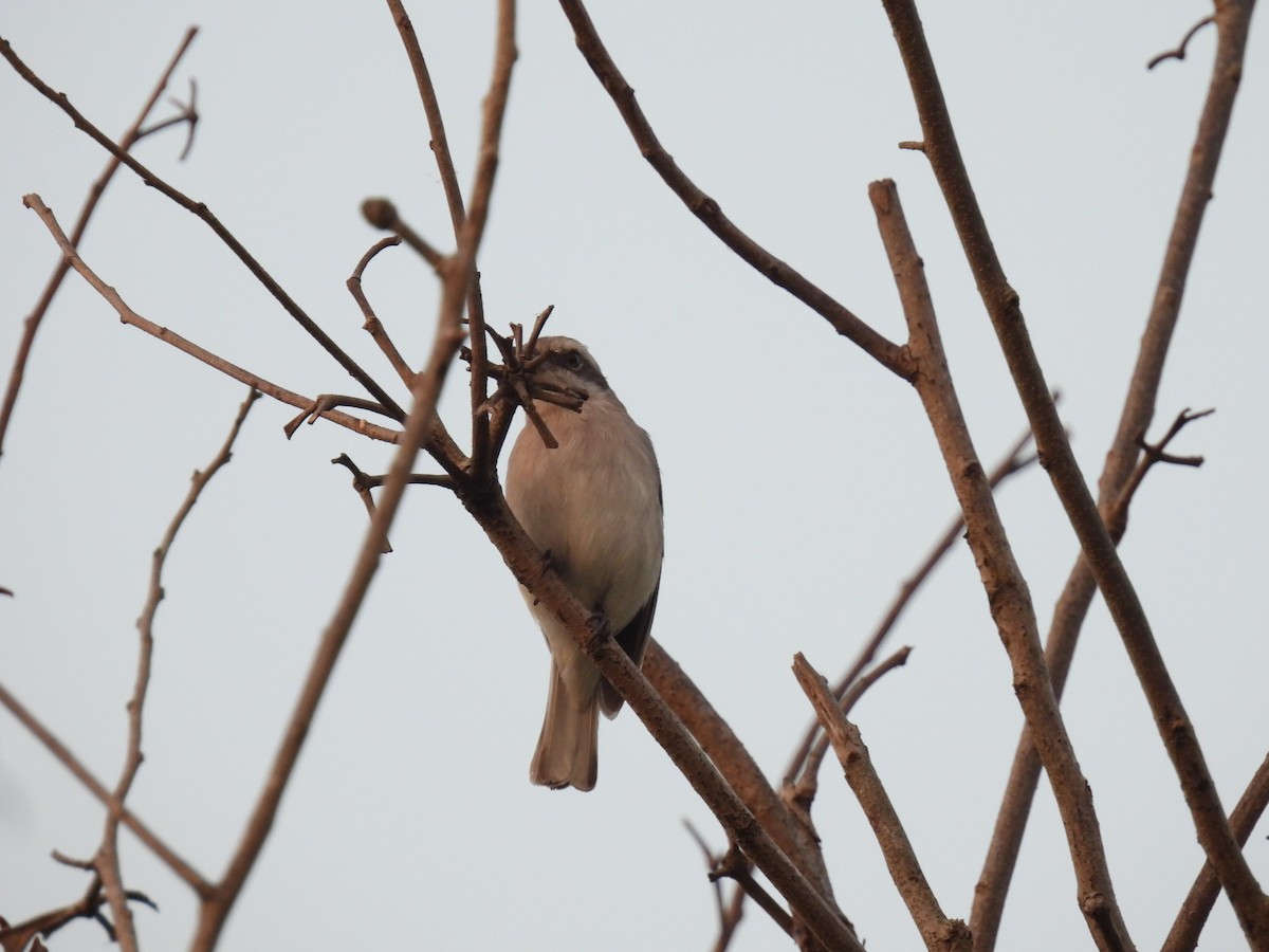 Sri Lanka Woodshrike - ML642338724