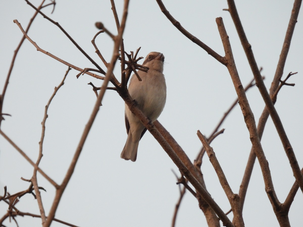 Sri Lanka Woodshrike - ML642338725