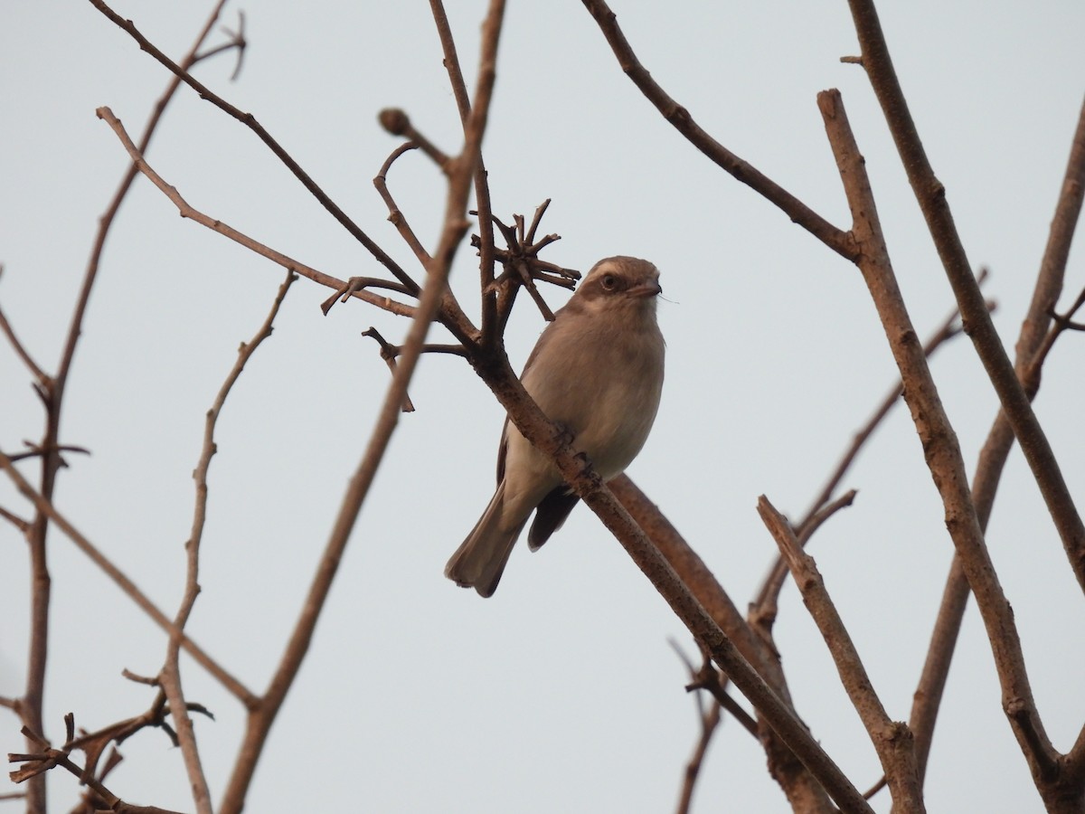 Sri Lanka Woodshrike - ML642338726