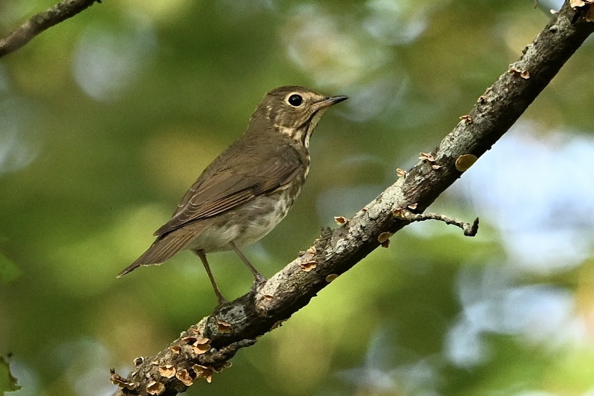 Swainson's Thrush - ML642338754