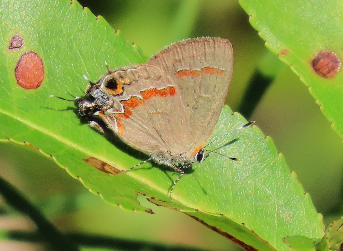 Red-banded Hairstreak - ML642338757