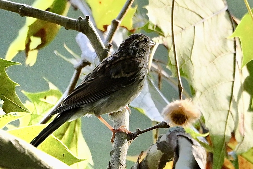 Chipping Sparrow - ML642338764