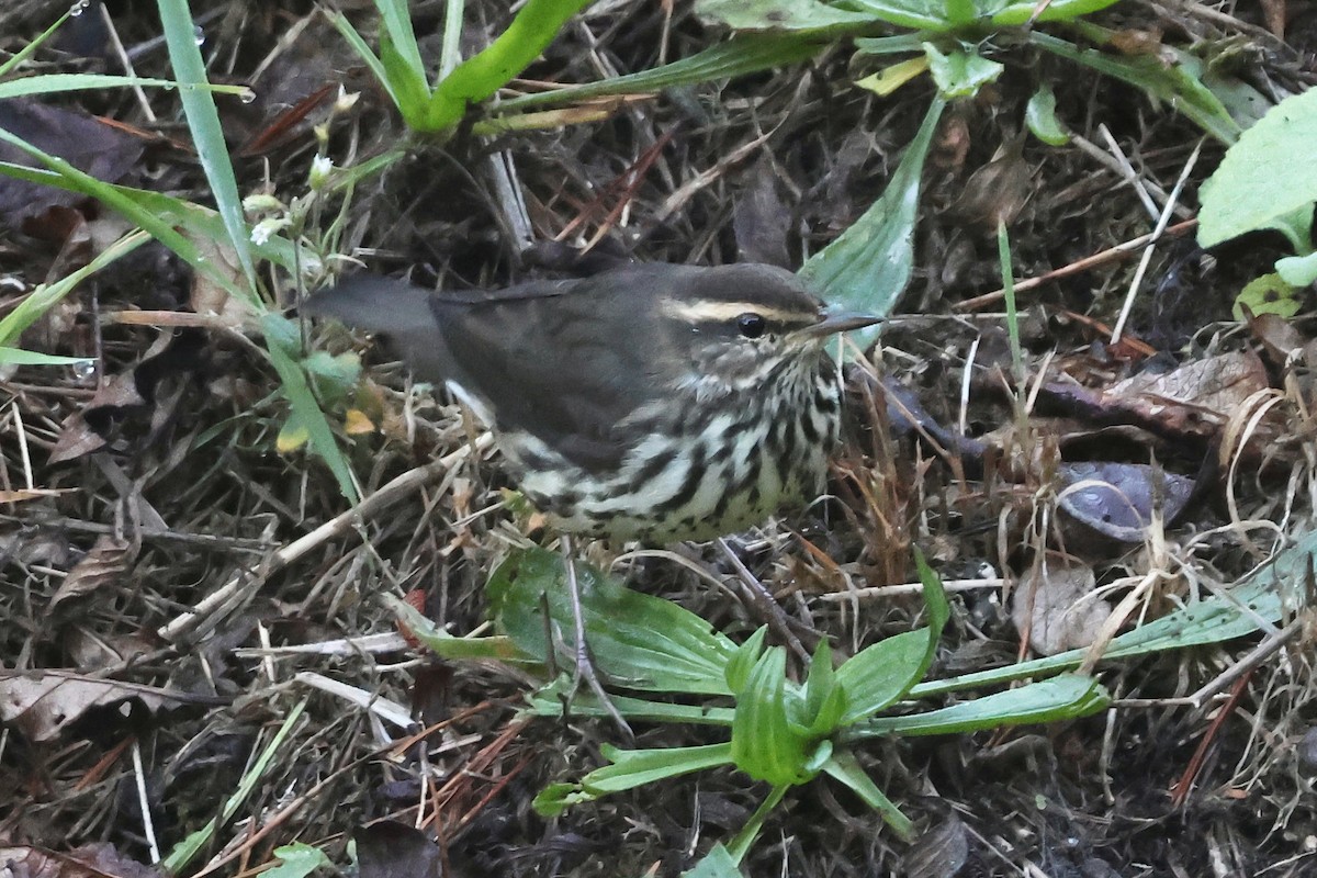 Northern Waterthrush - ML642338767