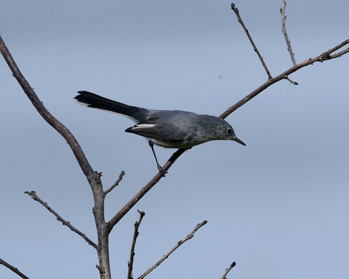 Blue-gray Gnatcatcher - ML642338781