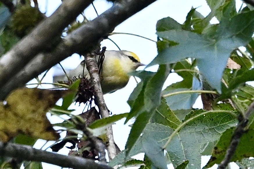 Golden-winged Warbler - ML642338785