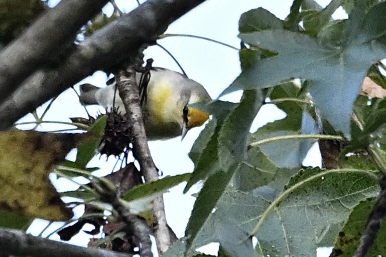 Golden-winged Warbler - ML642338786