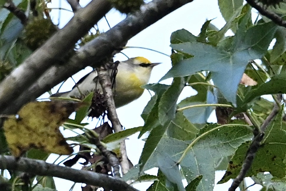Golden-winged Warbler - ML642338787
