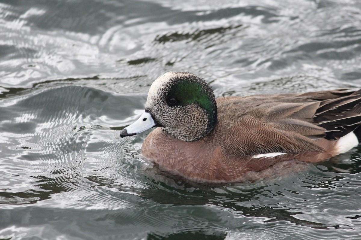 American Wigeon - ML642338794