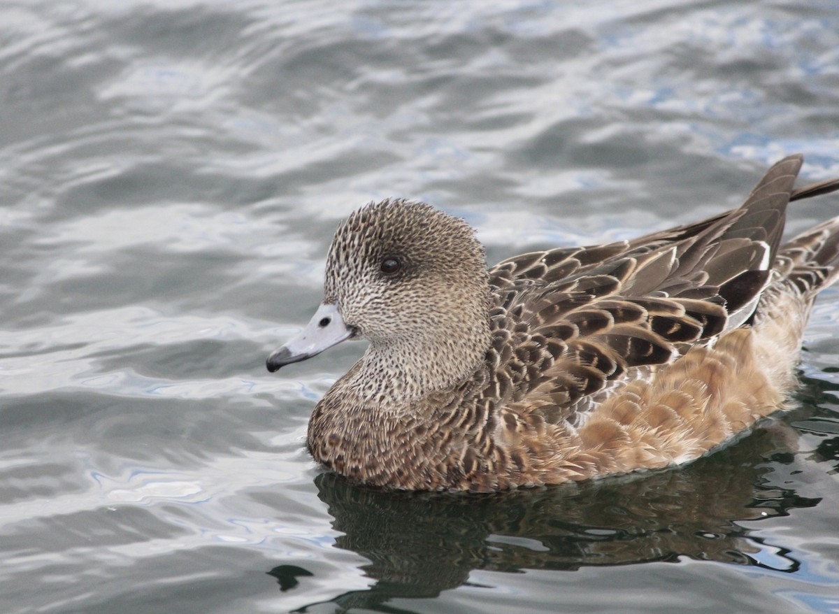 American Wigeon - ML642338795