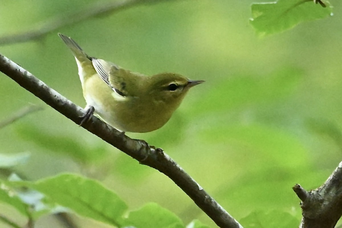 Tennessee Warbler - ML642338822