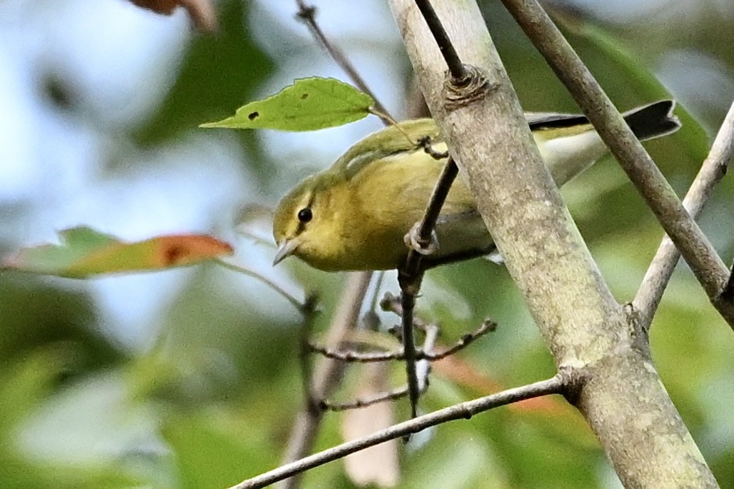 Tennessee Warbler - ML642338823
