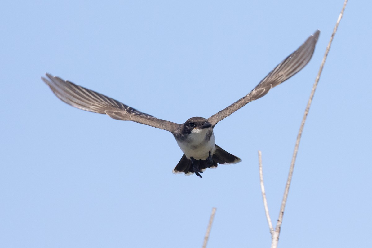 Eastern Kingbird - ML642338837