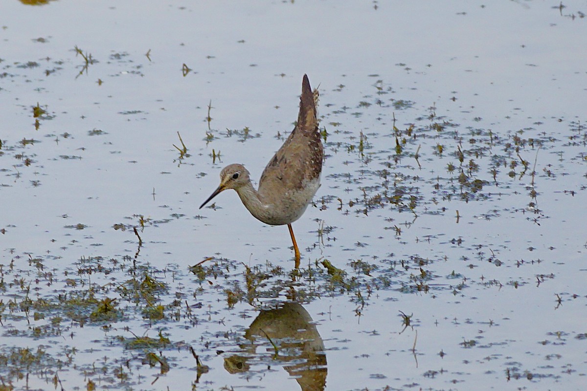 小黃腳鷸 - ML642338845