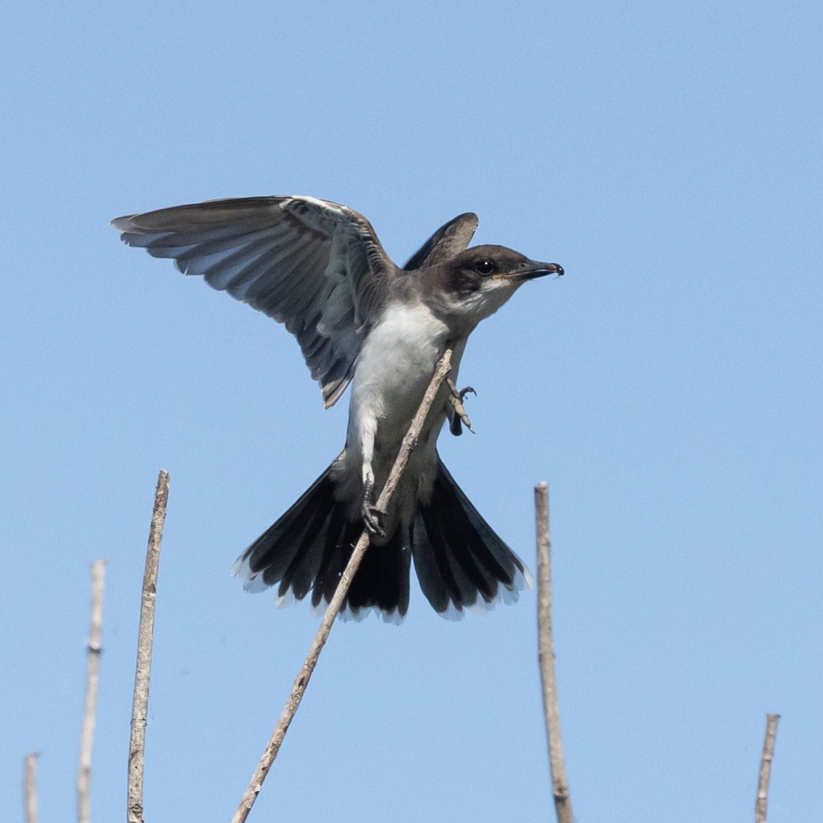 Eastern Kingbird - ML642338846