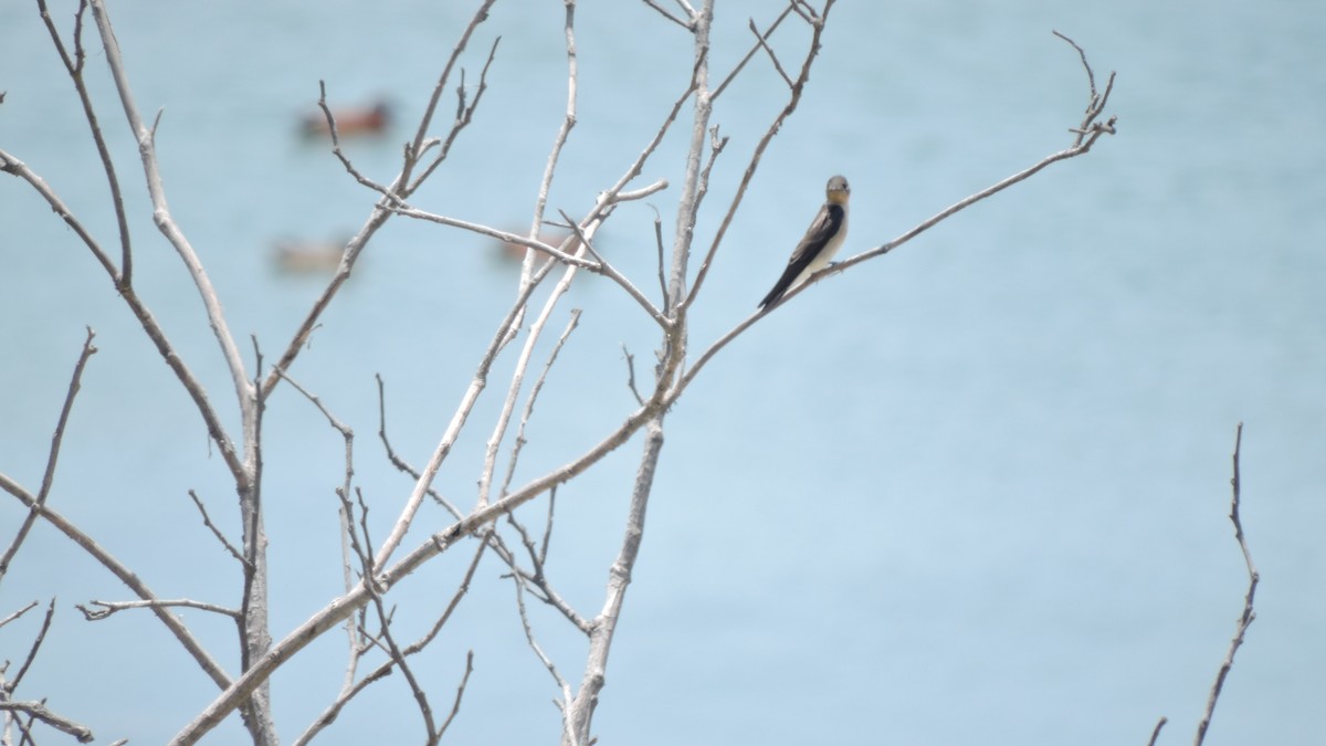 Southern Rough-winged Swallow - ML642338850