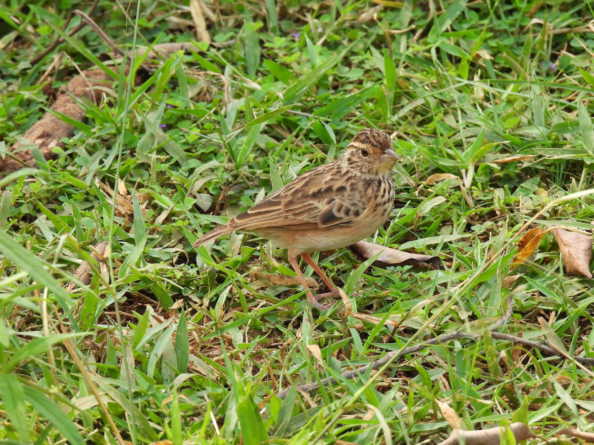 Jerdon's Bushlark - ML642338855
