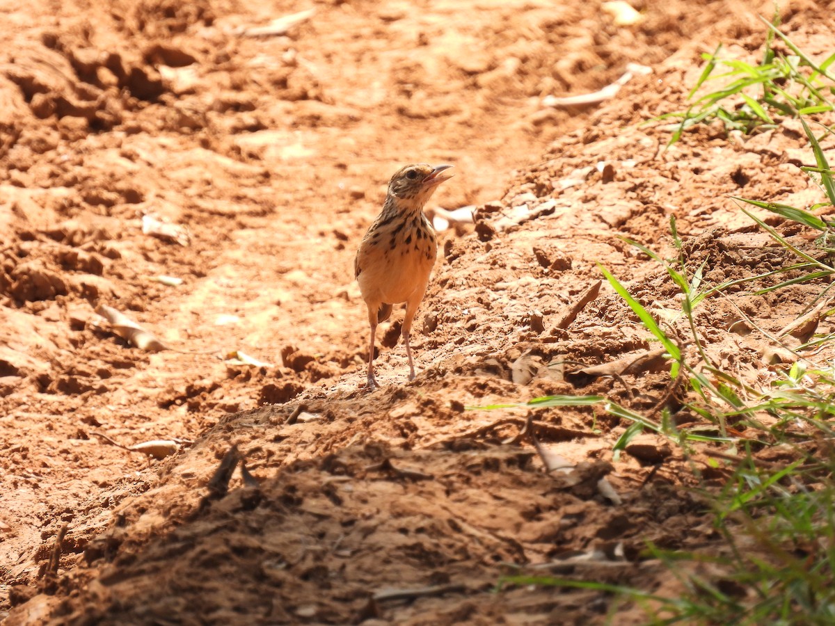 Jerdon's Bushlark - ML642338856