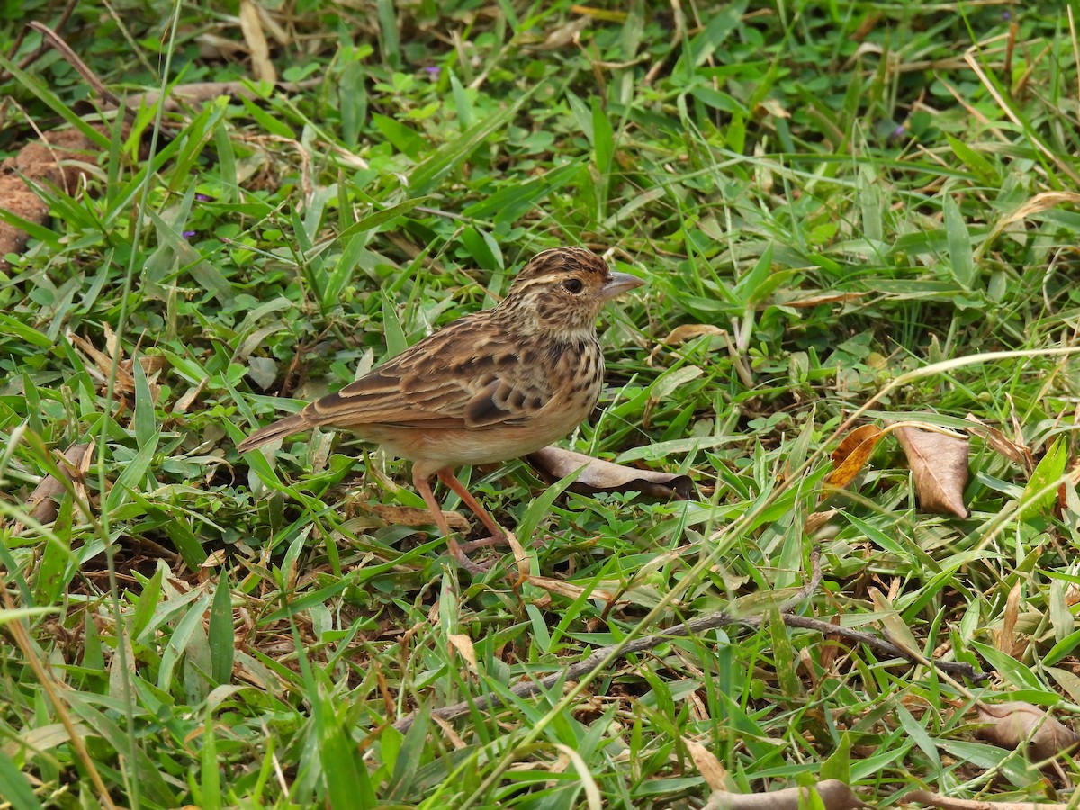 Jerdon's Bushlark - ML642338857