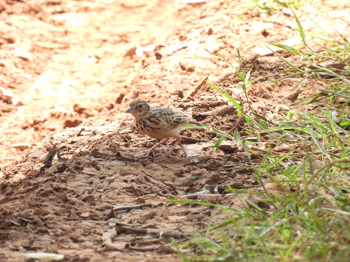 Jerdon's Bushlark - ML642338858
