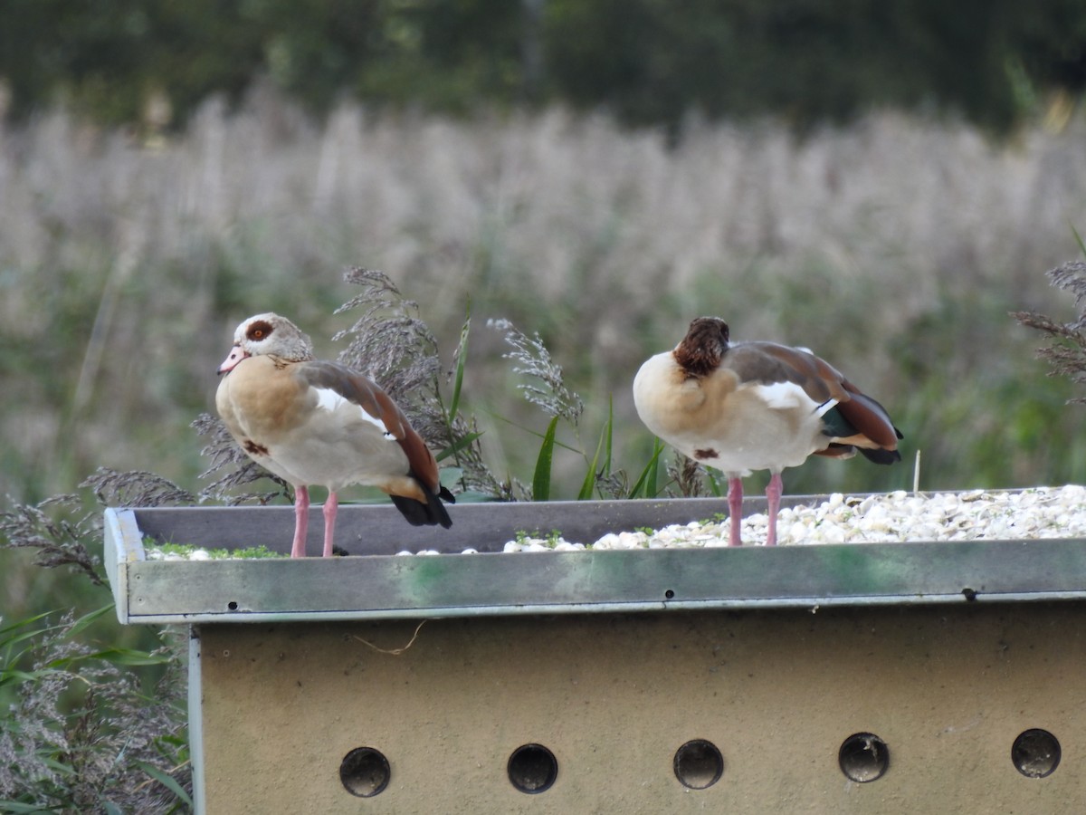 Egyptian Goose - ML642338862