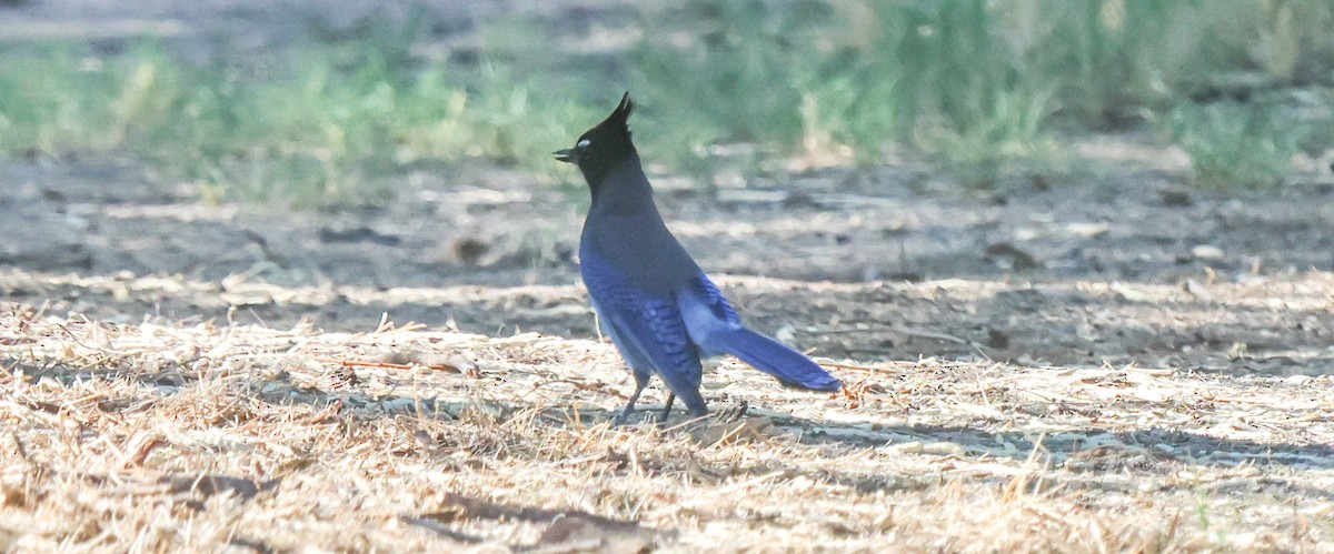 Steller's Jay - ML642338874