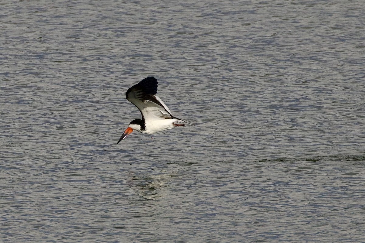 Black Skimmer - ML642338878
