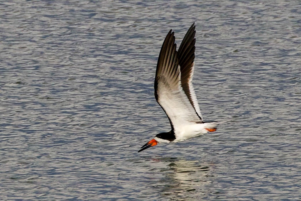 Black Skimmer - ML642338879