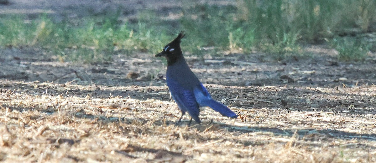 Steller's Jay - ML642338883