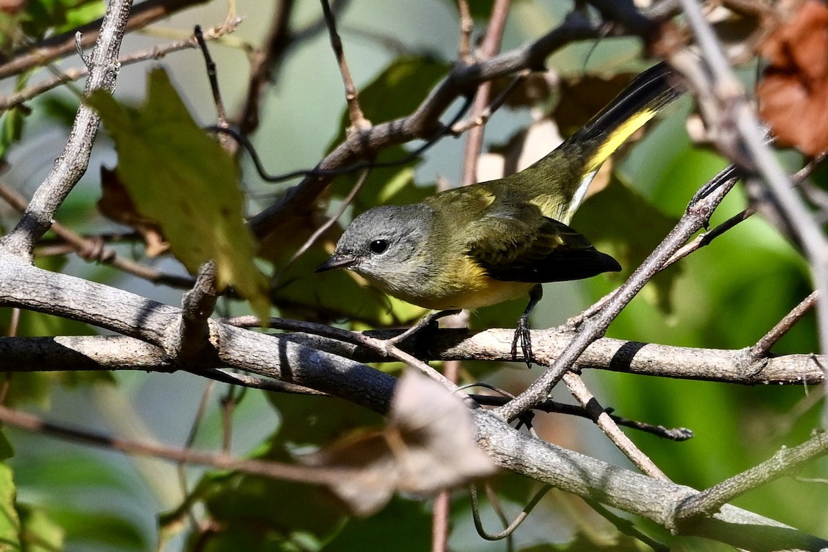 American Redstart - ML642338884