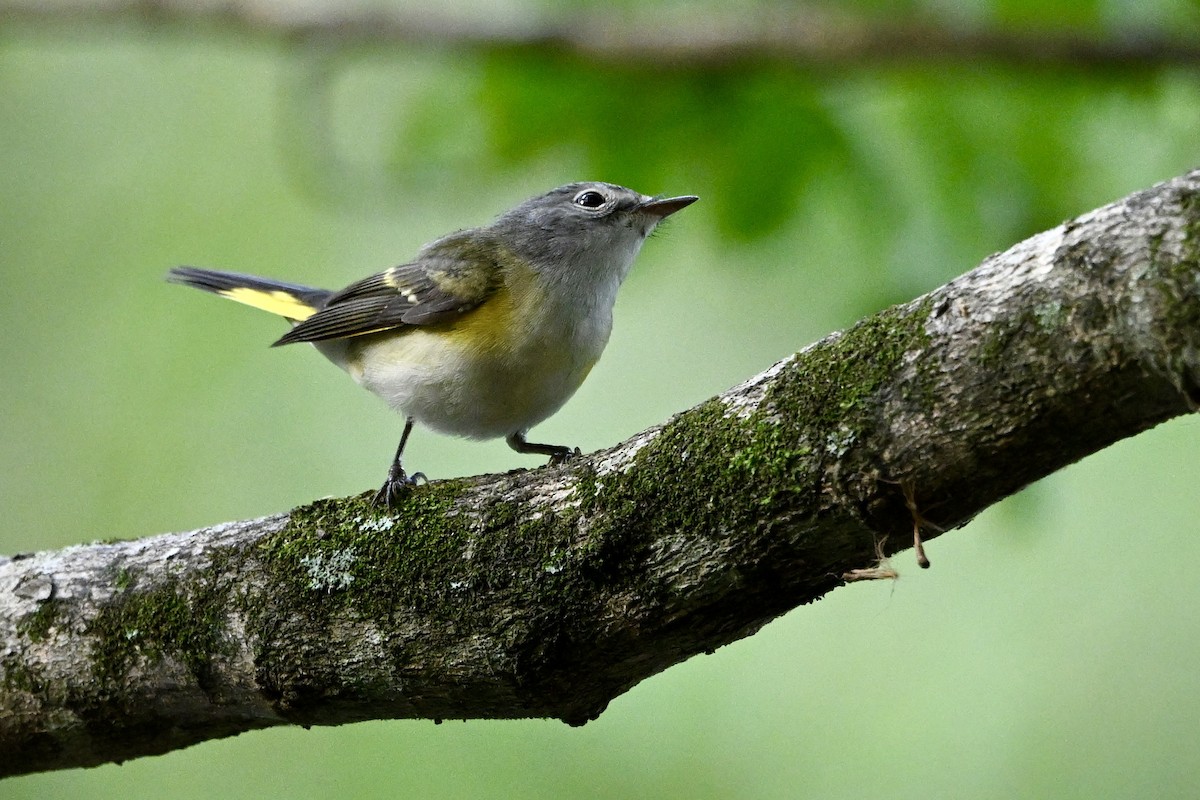 American Redstart - ML642338885