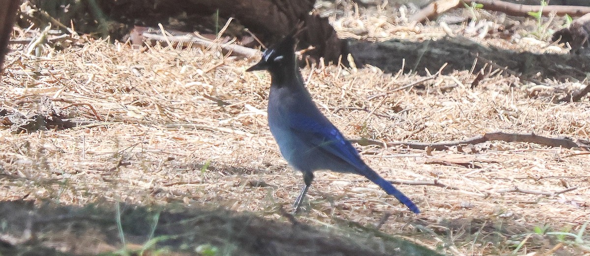 Steller's Jay - ML642338891