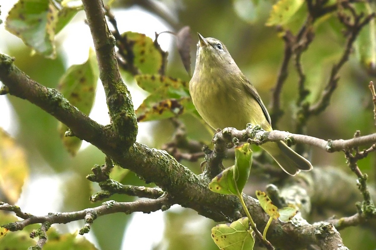 Orange-crowned Warbler - ML642338902