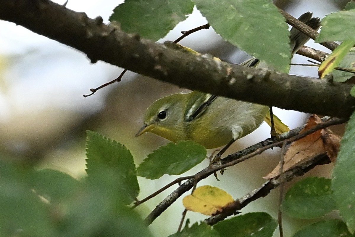 Northern Parula - ML642338903