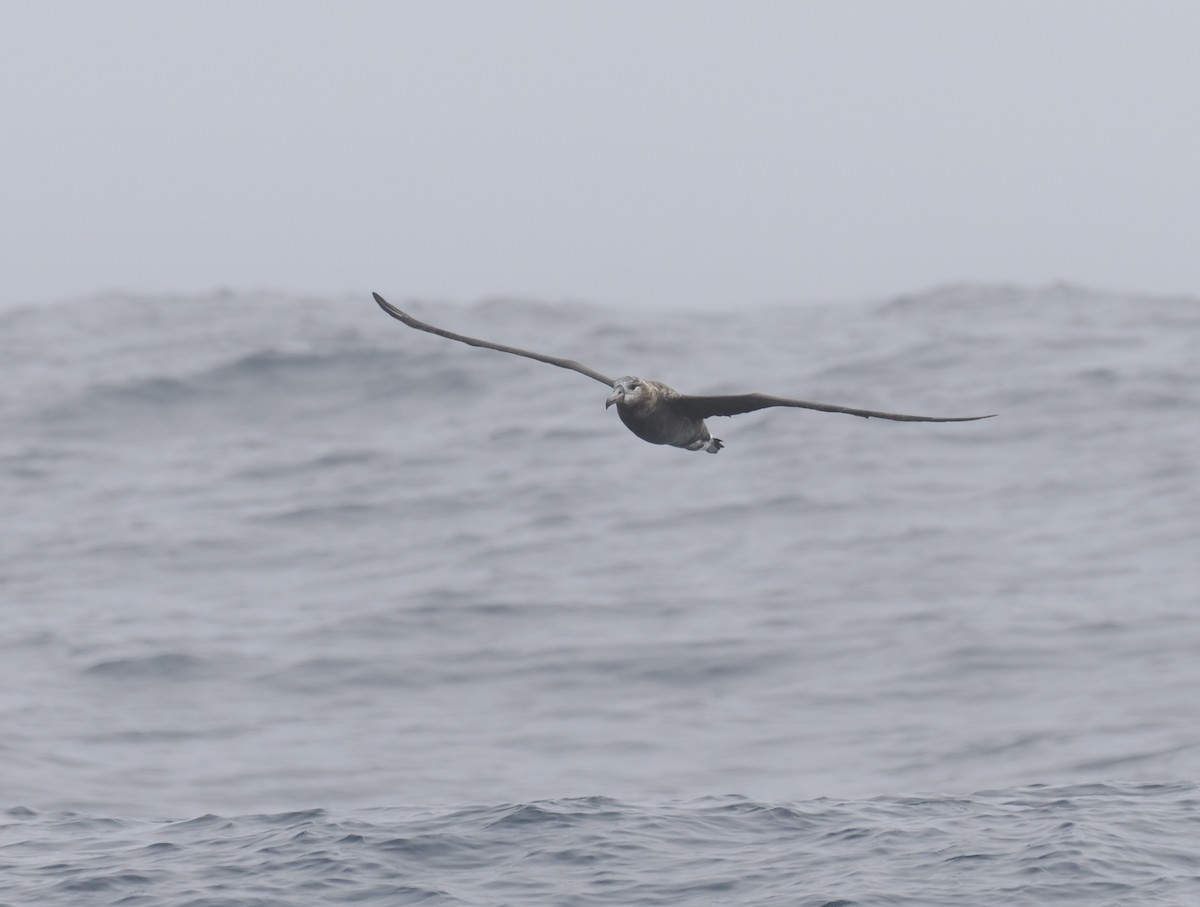 Schwarzfußalbatros - ML642338924
