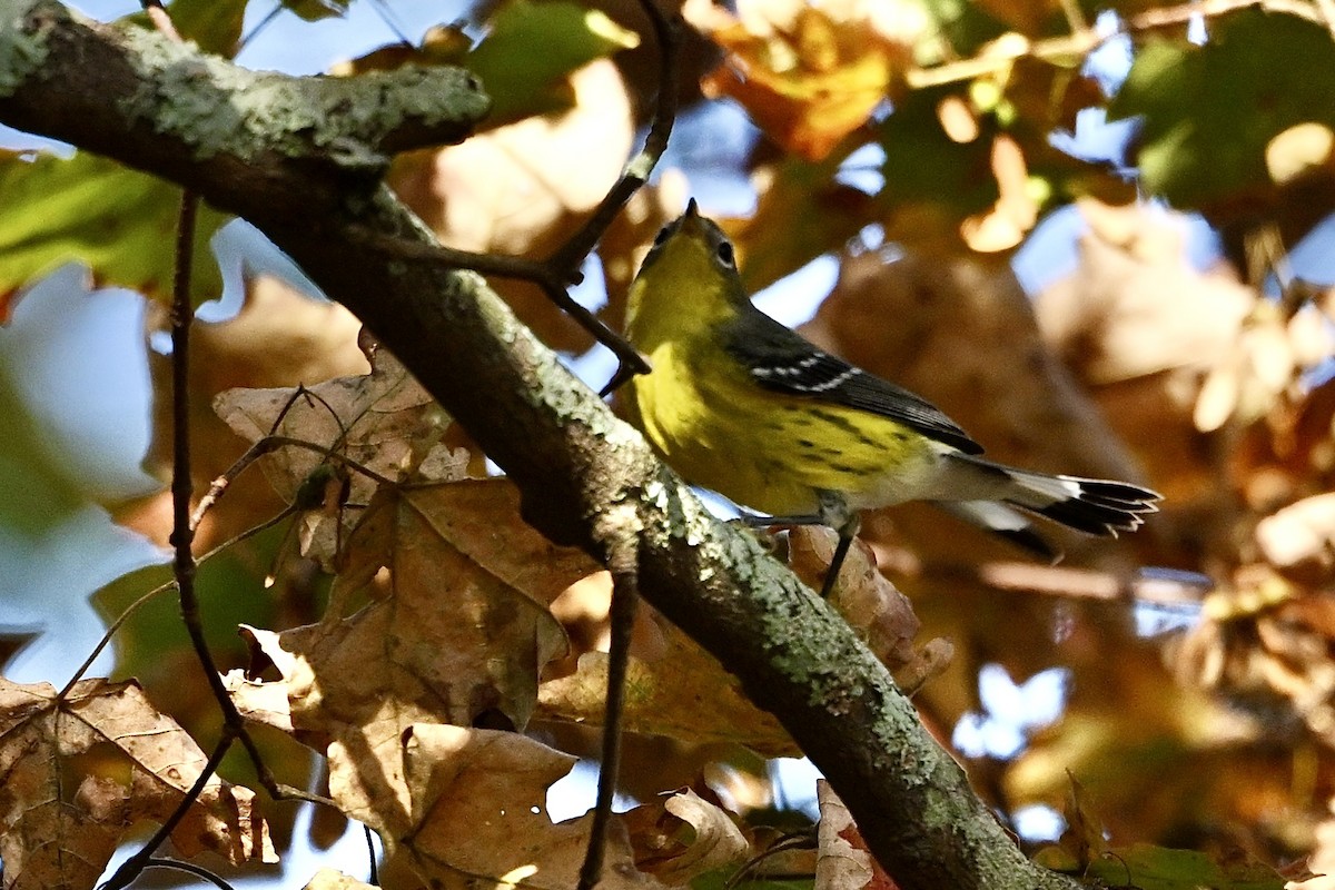 Magnolia Warbler - ML642338926