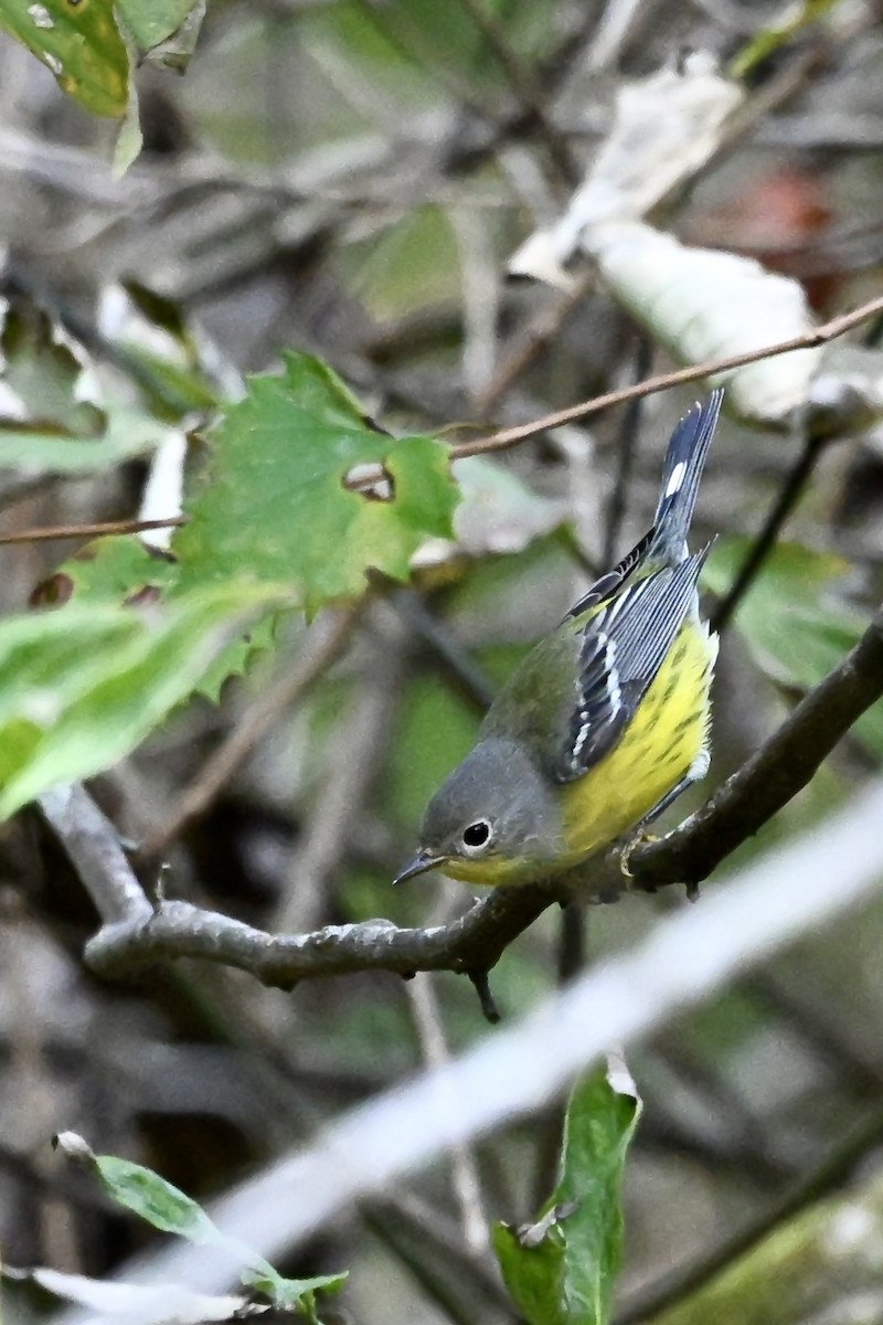 Magnolia Warbler - ML642338927