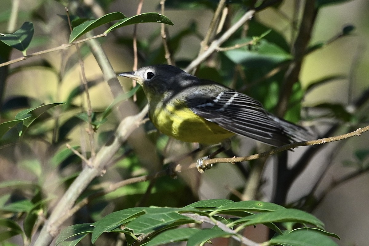 Magnolia Warbler - ML642338928